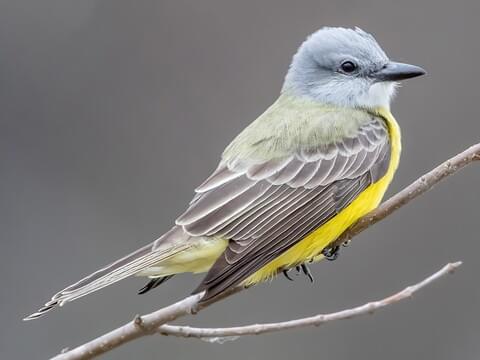 <p>What bird is this?</p>