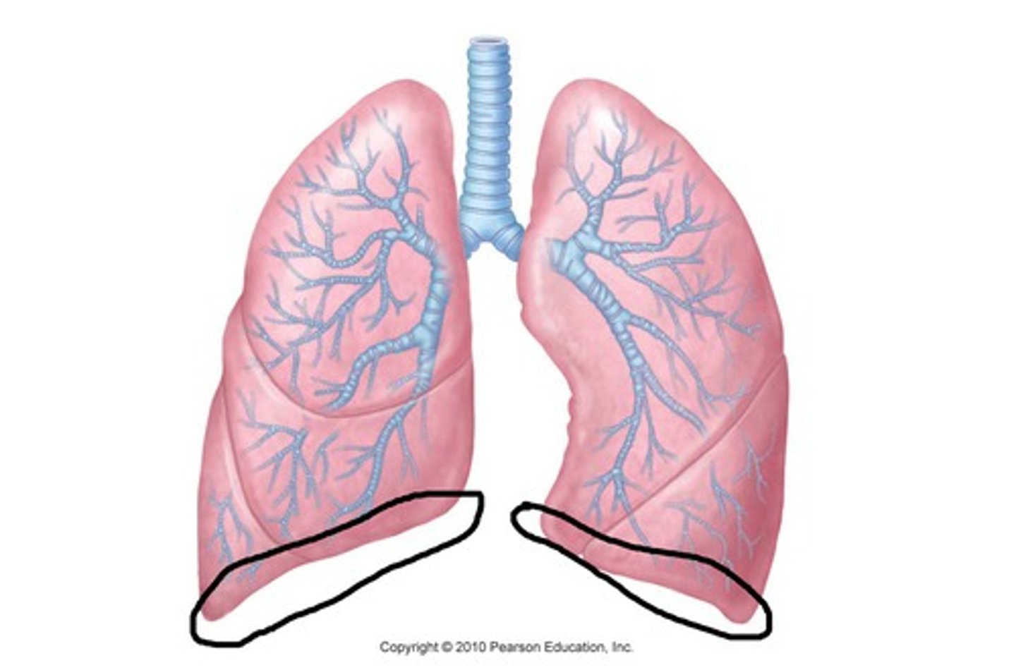 <p>Base of the lung</p>