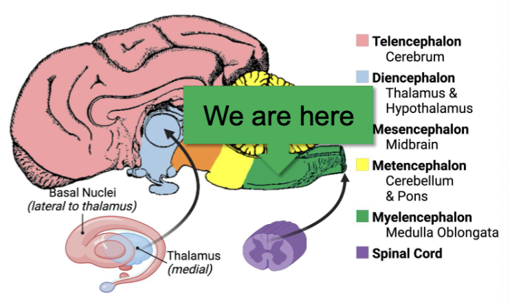 <ol><li><p>Relays <strong>ascending sensory information</strong></p></li><li><p>Contains <strong>visceral nuclei</strong></p></li><li><p>Relays information to the cerebellum</p></li></ol><p></p>