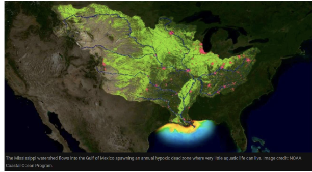 <p><span style="color: rgb(255, 251, 251);">Disrupting biogeochemical cycles - Nitrogen</span></p><ul><li><p><span style="color: rgb(255, 251, 251);">Excess nitrogen-based fertilizer from agriculture in the Mississippi River basin can wash off fields during rainstorms or leach through soil into streams and eventually to the Gulf of Mexico.</span></p></li><li><p><span style="color: rgb(255, 251, 251);">In the Gulf, the extra nitrogen fuels massive ALGAL BLOOMS. When algae die and sink, bacteria that decompose them use up OXYGEN in the bottom waters.</span></p></li><li><p><span style="color: rgb(255, 251, 251);">This eutrophication process creates very LOW OXYGEN levels - fish and other marine life either flee or die, forming the seasonal “DEAD ZONE.”</span></p></li></ul><p></p>