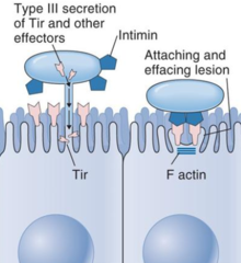 <p>-EPEC attaches to intestinal epithelial cells via BfpA</p><p>-Type III secretion of Tir</p>