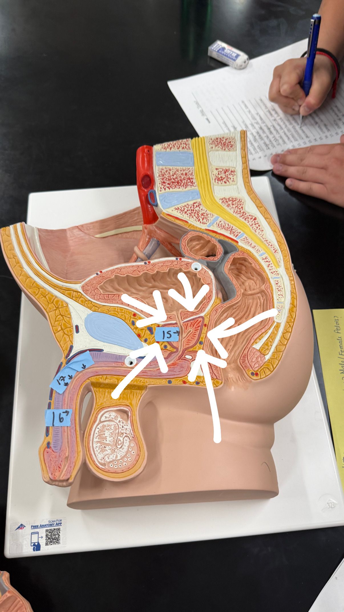 <p>rec sac, under the bladder</p>
