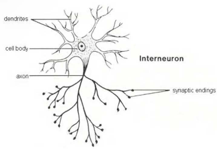 <ul><li><p>Also called relay or association neurons.</p></li><li><p>Located in the central nervous system.</p></li><li><p>Transmit impulses from sensory to motor neurons.</p></li></ul><p></p>