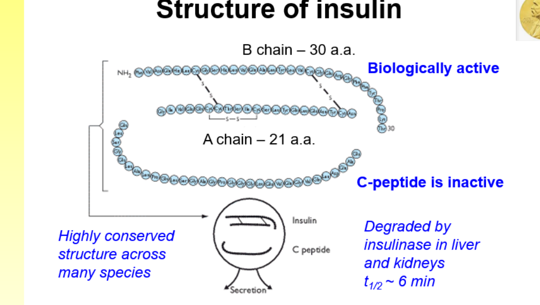 <p>preprohormone→ prohormone→ active insulin </p>