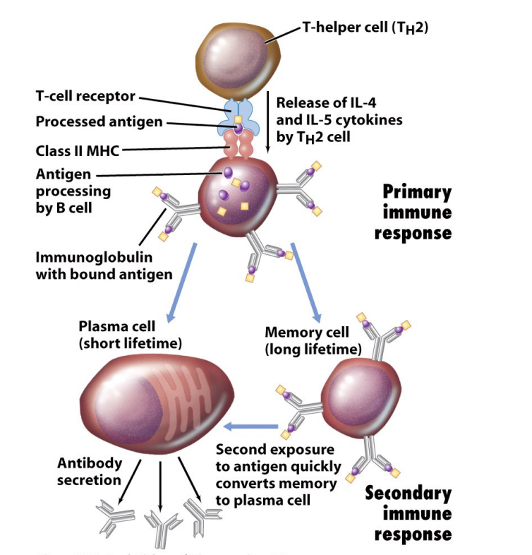 <p>Humoral Immunity</p><ul><li><p>B cells can act as APCs for antigens bound to its BCR</p><ul><li><p>internalize that antigen and display it in class II MHC</p></li></ul></li><li><p>TFH/ TH2 cell recognizes the foreign antigen/class II MHC on B cell via its T-cell receptor (TCR) and CD4 co-receptor</p><ul><li><p>binding of CD154 & CD40 serves as confirmation signal</p></li></ul></li><li><p>TFH/ TH2 cell releases cytokines that initiate B cell differentiation</p><ul><li><p>class-switching of heavy chains occurs (all classes possible)</p></li><li><p>new cells all recognize same antigen (clonal selection)</p></li><li><p>plasma cells- secrete antibodies</p></li><li><p>memory cells- long lived</p></li></ul></li><li><p>higher number of B cells specific for that antigen after first exposure </p><ul><li><p>don't require TH activation to convert to plasma cells, just binding to BCR </p></li><li><p>hypermutation of variable region may give even higher affinity antibodies</p></li></ul></li></ul><p></p>