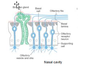 <p>Olfactory epithelium:</p><ul><li><p>Location:</p><ul><li><p>10 cm2 area @ top of the nasal passages</p></li></ul></li><li><p>Mucus (covering neuroepithelium) composition:</p><ul><li><p>olfactory receptor neurons (ORNs)</p></li><li><p>basal cells (ORN progenitor cells)</p></li><li><p>supporting cells</p></li><li><p>Bowman glands (secrete mucus)</p></li></ul></li><li><p>Function of Basal cells:</p><ul><li><p>ORNs = continually replaced from basal cells and last about 1-2 months</p></li></ul></li></ul><p></p>