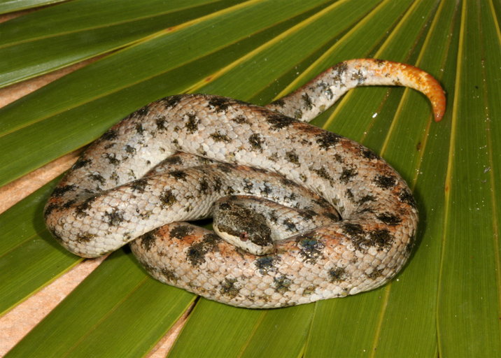 <p>Alethinophidia, Tropidophiidae <br>Thunder snakes<br>-tropics<br>~ 50 species</p>