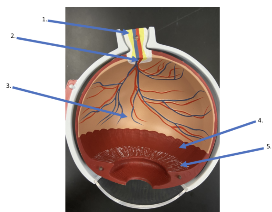 <p><span>What is the name of the nerve indicated by #1?</span></p>