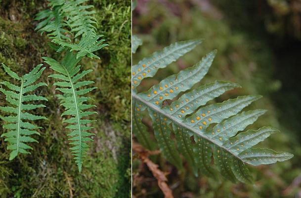 <p>Growing often on deciduous tree trunks and logs, commonly on big-leaf maple, small</p>