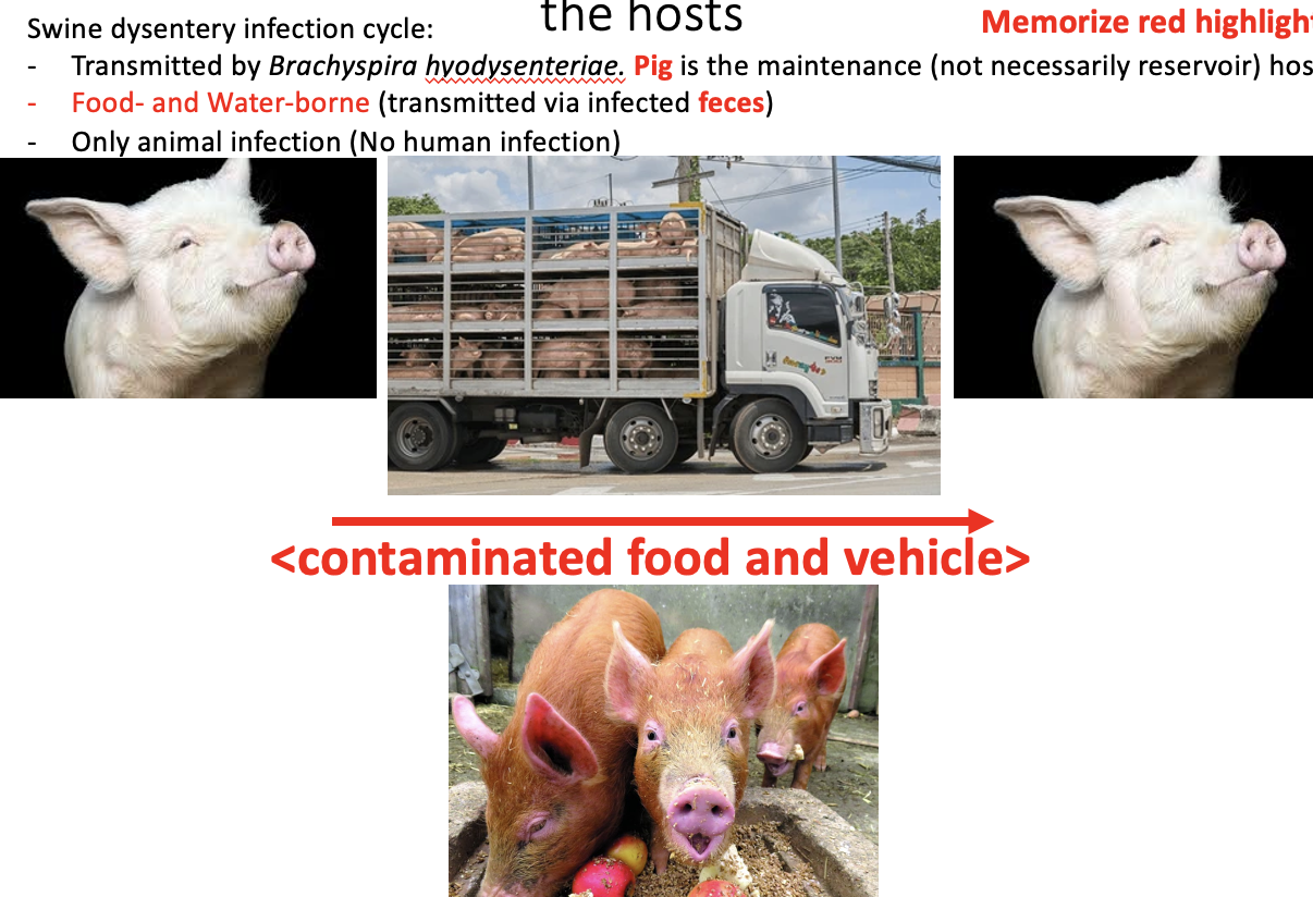 <p>Pig is the maintenance host (not necessarily reservoir) </p><p>Food and water-borne (transmitted via infected feces) </p><p><strong> can spread from contaminated food and vehicle</strong></p>