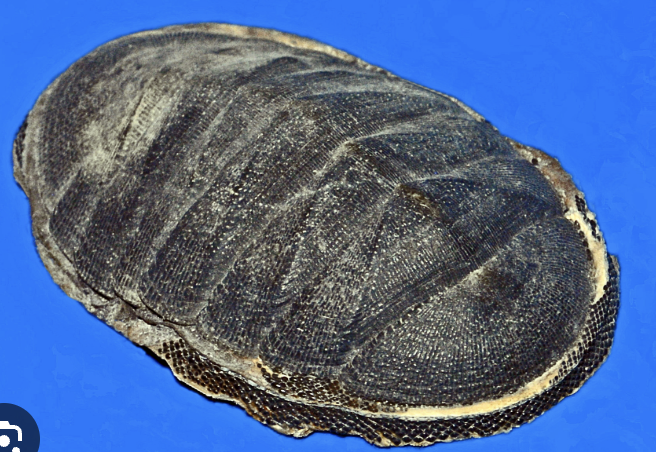 <p>With what do chitons scrape algae off rock?</p>
