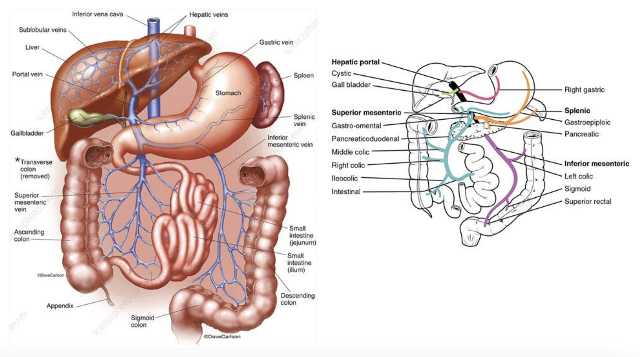 <p><strong>Hepatic Portal Vein </strong></p><p>Runs to: Hilum of the Liver </p><p></p><p><strong>Gastric Veins</strong> </p><p>Runs to: Hepatic portal vein </p><p></p><p><strong>Splenic Vein </strong></p><p>Runs to: Hepatic portal vein (Converges with SMV to form hepatic portal vein) </p><p></p><p><strong>Inferior Mesenteric Vein (IMV) </strong></p><p>Runs to: Splenic Vein</p><p><br><strong>Hepatic Portal Vein </strong></p><p>Runs to: Hilum of the Liver</p><p></p><p><strong>Superior Mesenteric Vein (SMV) </strong></p><p>Runs to: Hepatic portal vein (Converges with splenic vein to form hepatic portal vein)</p>