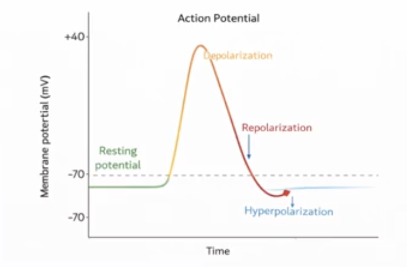 <p>Depolarization</p><ul><li><p>membrane less ____ → positive ions move ___ → membrane potential goes from negative to positive</p></li></ul><p></p><p>Repolarization</p><ul><li><p>membrane returns to ____ value after signal is complete</p></li></ul><p></p><p>Hyperpolarization</p><ul><li><p>membrane more ____ → positive ions move __ → membrane potential goes from positive to negative</p></li></ul><p></p>