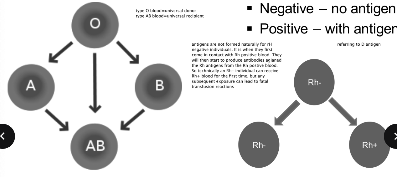 <p>ABO Blood Group </p><p>Rh Blood Group </p><ul><li><p>Negative - no antigen </p></li><li><p>Positive - with antigen </p></li></ul><p></p>