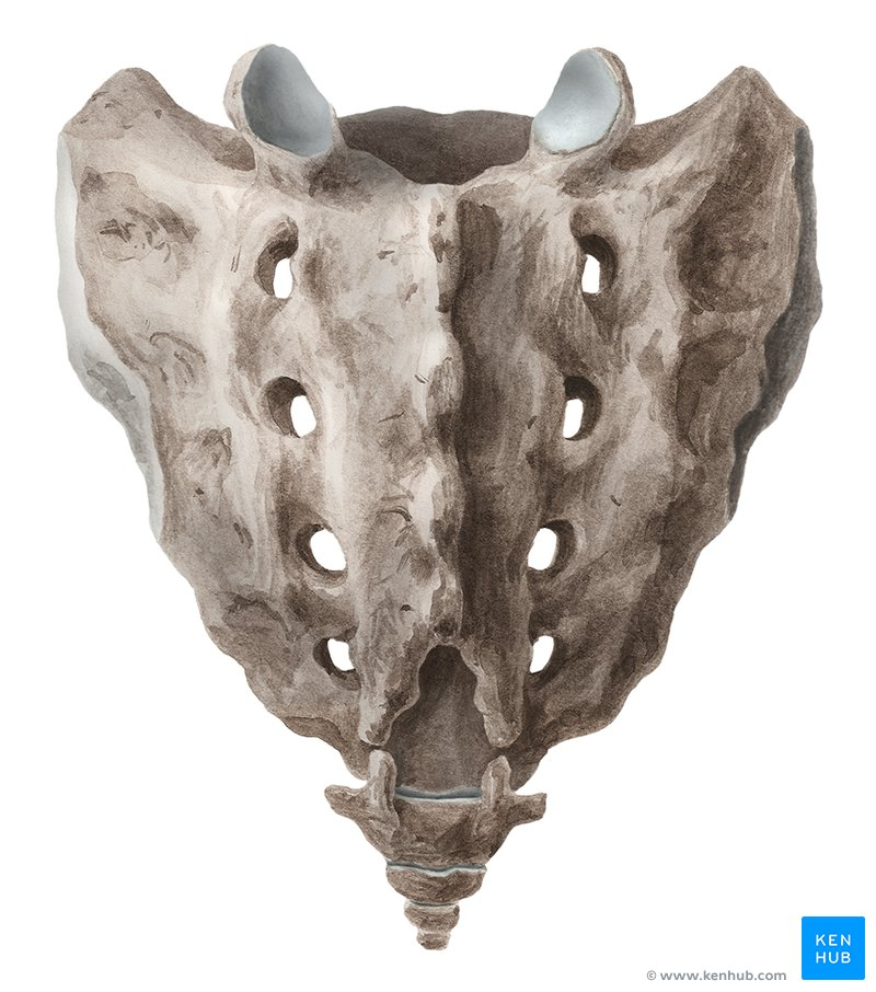 <p>Below the lumbar connected to the os coxa</p>