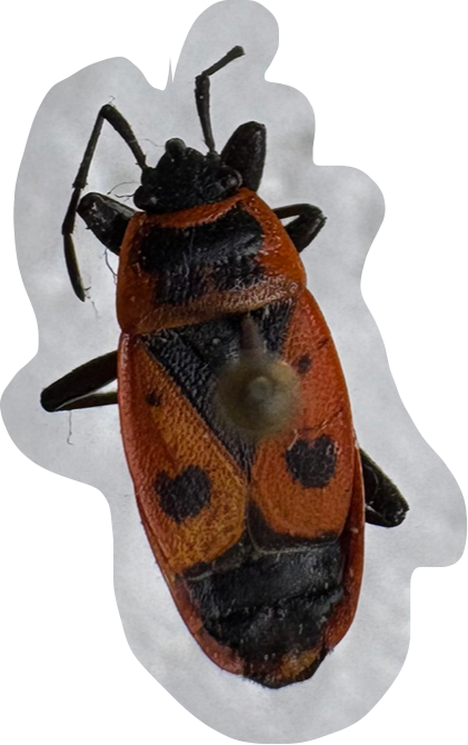term image