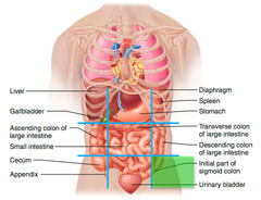 <p>lateral to the hypogastric region</p>