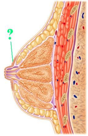 <p><span>Identify the indicated structure.</span></p>
