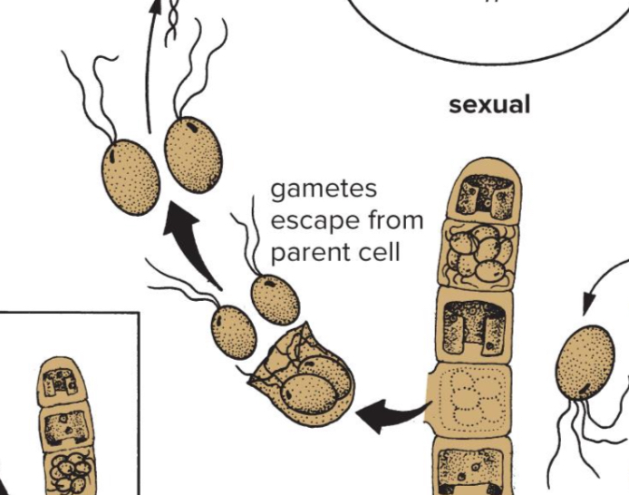 <p>What do cells become after escaping from parent cell during the life cycle of Ulothrix?</p>