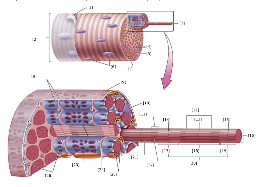 <p>Identify the following structures. </p>