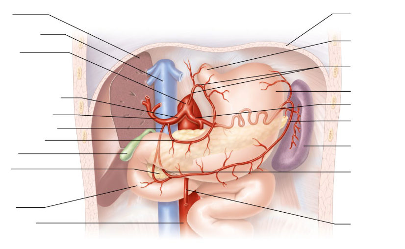 <p>ABDOMINAL AORTA WITH GIT</p>