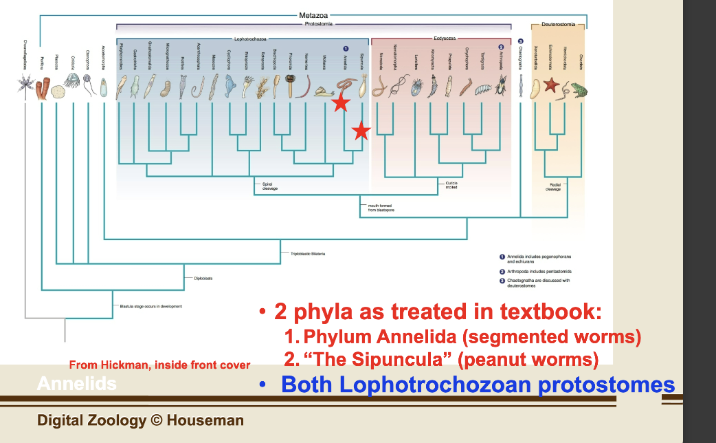 <p>Phylum Annelida (segmented worms) </p>