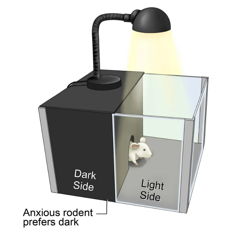 <ul><li><p>Assess preferences by measuring the time spent in dark versus light zones.</p></li><li><p>Based on the innate aversion of rodents to brightly illuminated areas and on the spontaneous exploratory behaviour of rodents in response to mild stressors.</p></li><li><p><span>Rodents typically spend more time in the dark compartment than in the light compartment.</span></p></li><li><p>If rodents are injected with anxiolytic drugs, the percentage of time spent in the light compartment will increase.</p></li></ul><p></p>