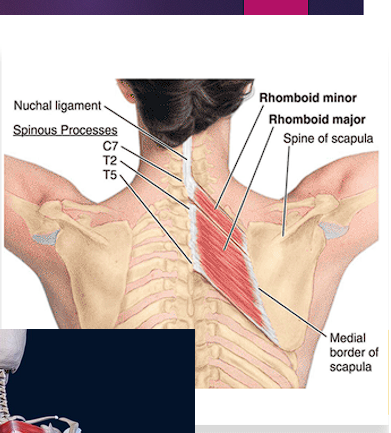 <ul><li><p>minor: C7-T1 vertebrae</p></li><li><p>Major: T2-T5</p></li><li><p>Action: retraction of the scapula</p></li><li><p>Innervation: <span style="color: red;">Dorsal scapular nerve</span></p></li></ul><p></p>