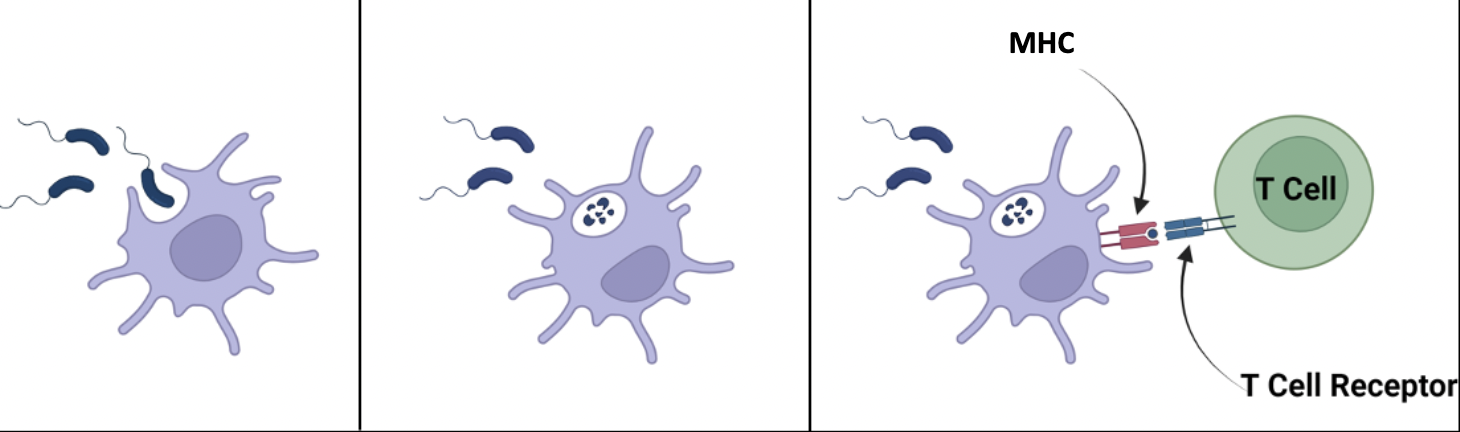 <ol><li><p>Phagocytosis of bacteria by APC (antigen presenting cell)</p></li><li><p>Digestion of microbial antigens</p></li><li><p>Presentation of antigen on MHC to T cell</p></li></ol><p></p>