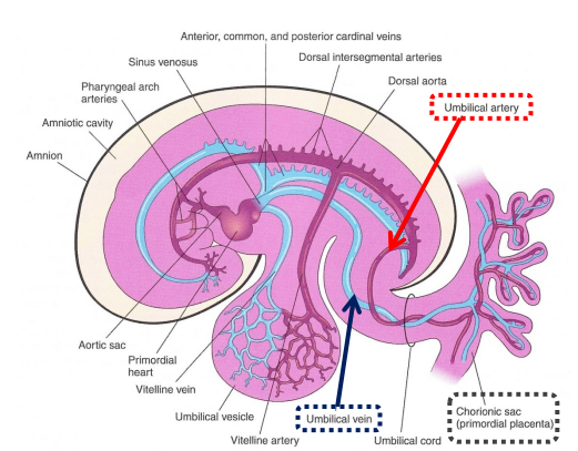 <p>the early system of blood vessels that circulates blood between a developing embryo and its yolk sac</p>
