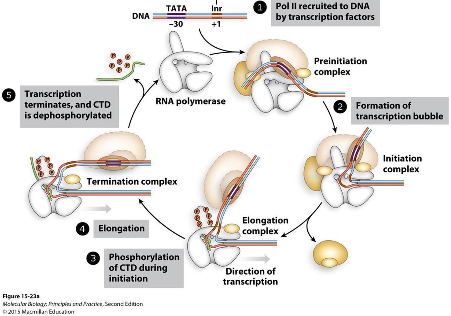 <p>It phosphorylates serine at position 2, promoting elongation by RNA polymerase II.</p>