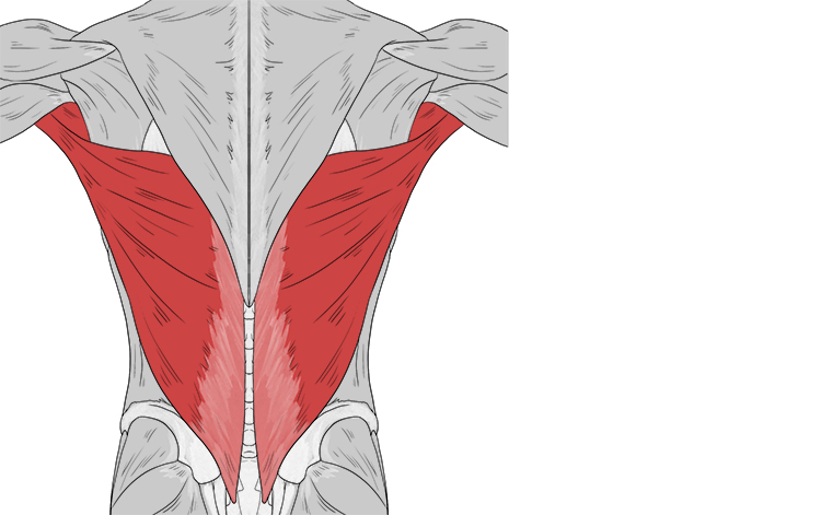 <p>triangular muscle spans lower back & drives pulling, rotating, extending shoulder </p>