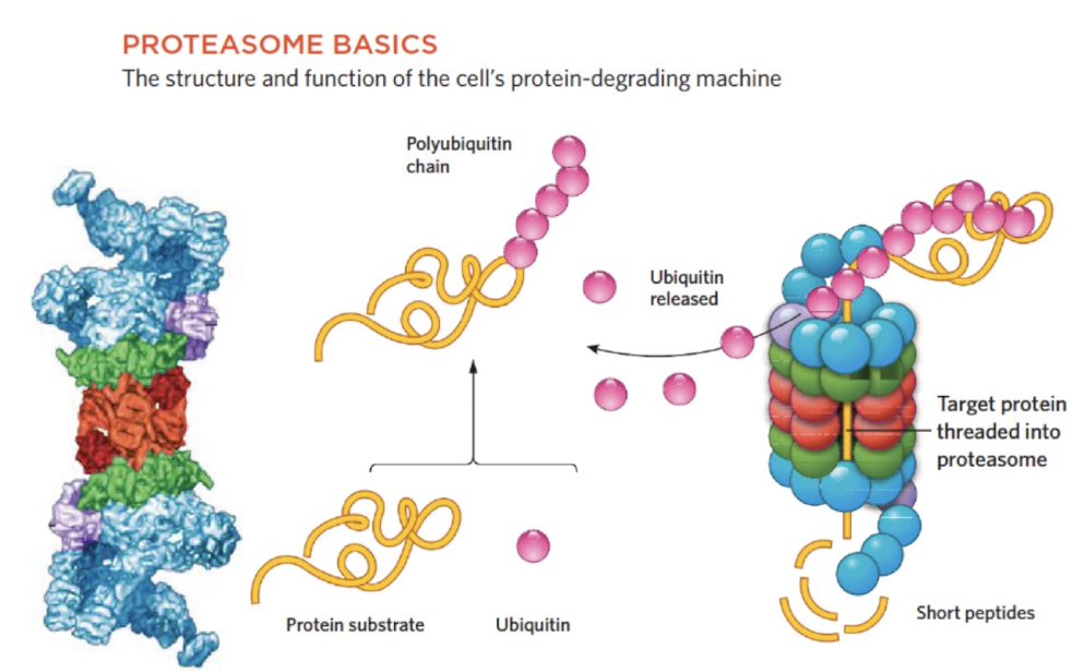 <ul><li><p>recycled into AA by lysosomes (organelles) & proteasome (protein complexes)</p></li></ul><p></p><p>NOTE: some proteins are deliberately marked for destruction with small Ubiquitin proteins </p><p></p>
