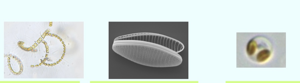 <p>What are these?</p>