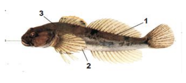 <p>1) long, fairly slender body</p><p>2) three pelvic rays</p><p>3) prickles on head and behind pectoral fin base</p>