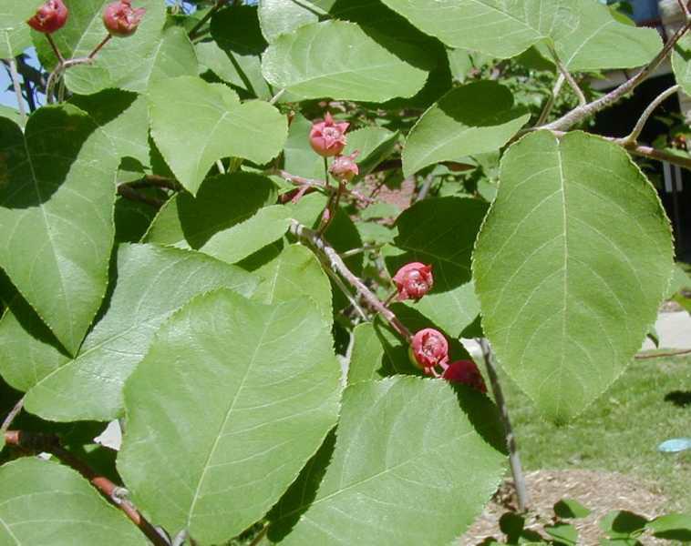 <p>common name</p>