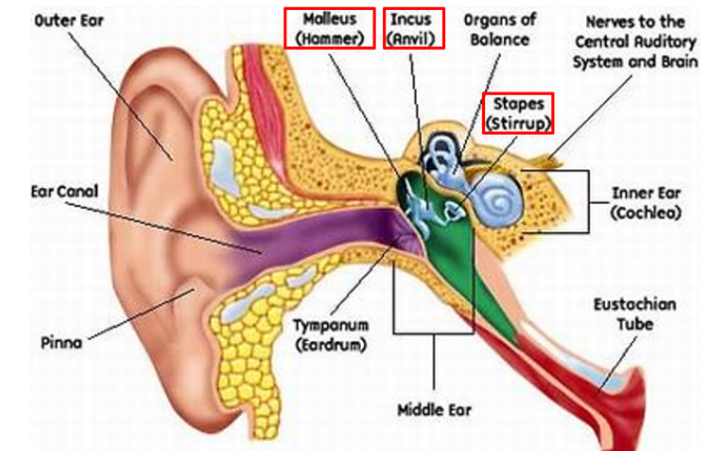 <p>air filled cavity in the temporal bone. Between the inner and external ear. Has <span style="background-color: transparent;">auditory ossicles (bones), muscles to protect the ossicles against loud noises, openings, and connections to the inner ear (the oval window and round window). </span></p>