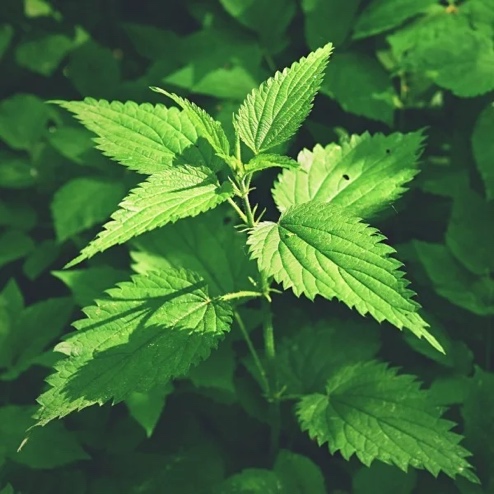 <p>Velika kopriva-Urtica dioica</p>