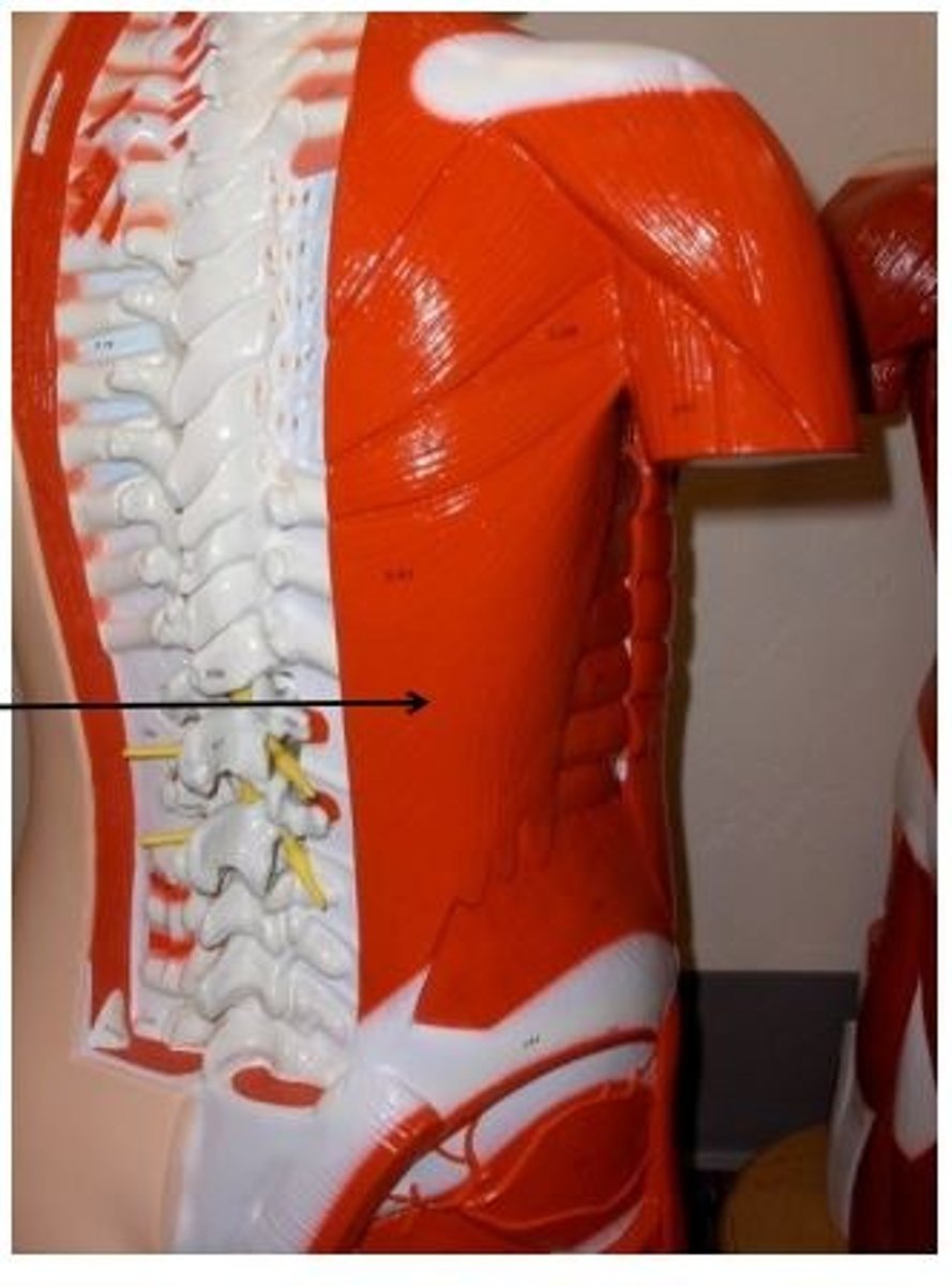 <p>extends and adducts humerus</p>