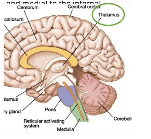 <p>• Situated under the corpus callosum, medial to the</p><p>internal capsule</p><p>• Composed of distinct sensory and motor areas</p><p>• The thalamus is a major relay/integration point for</p><p>sensory information and also participates in motor</p><p>circuits</p>