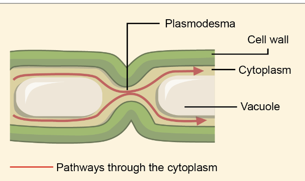 <p>Plasmodesmata</p>