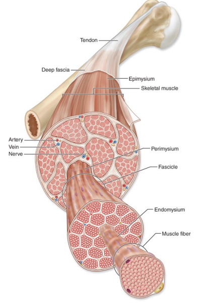 <p><strong>Epimysium</strong> </p><ul><li><p>Dense irregular connective tissue</p></li><li><p>Surrounds the entire muscle</p></li><li><p>Continuous with tendons and fascia</p></li></ul><p><strong>Perimysium </strong></p><ul><li><p>Surrounds fascicles (bundles of fibers)</p></li><li><p>Contains:</p><ul><li><p>Blood vessels</p></li><li><p>Nerves</p></li><li><p>Lymphatics</p></li></ul></li></ul><p><strong>Endomysium </strong></p><ul><li><p>Delicate connective tissue around each individual muscle fiber</p></li><li><p>Contains capillaries and reticular fibers</p></li></ul><p></p><p>Functional importance </p><p>These layers:</p><ul><li><p>Support muscle structure</p></li><li><p>Carry vessels and nerves</p></li><li><p>Transmit force from fibers to tendons and bone</p></li></ul><p></p>