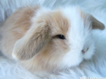 <p>welk type konijn is dit</p>