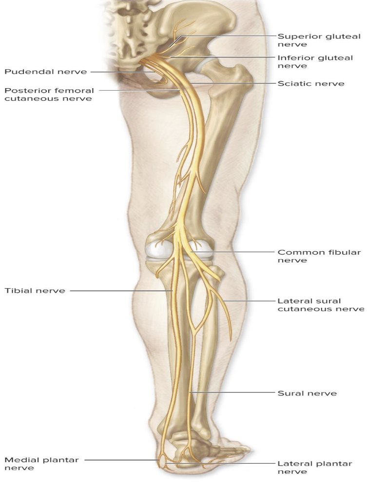 <p>Pudendal Nerve</p><ol><li><p> According to the lecture, where does the pudendal nerve branch from?</p></li><li><p>What does the pudendal nerve innervate?</p></li></ol><p></p>
