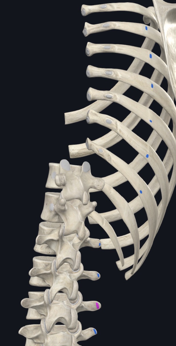 <p>Angles ribs 5-12</p>