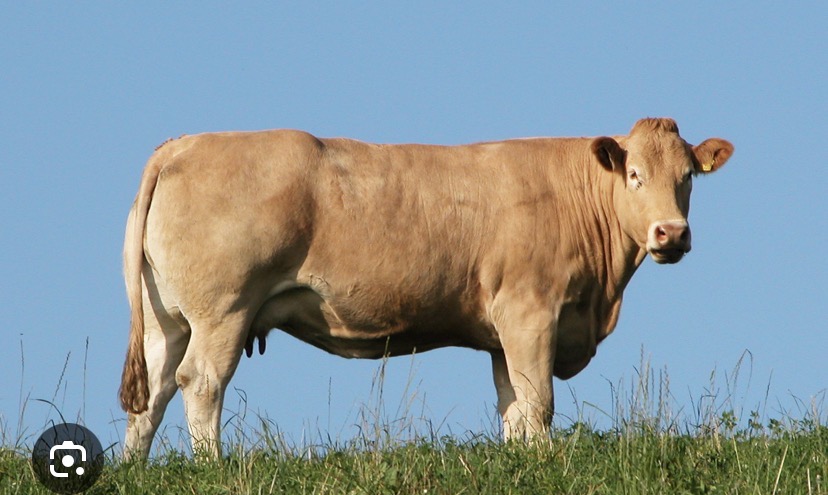 <p>Breed?</p>
