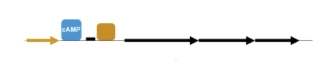 <p>are glucose and lactose levels high or unavailable in this scenario?</p>
