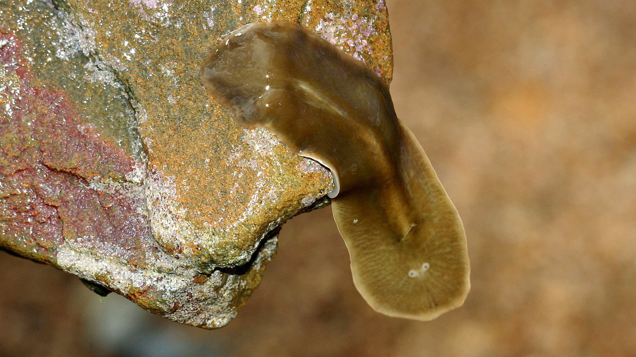 <p>Speckled Flatworm </p>