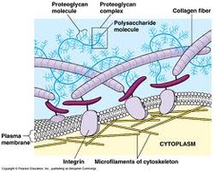 <p>Found in animals in the area between adjacent cells; occupied by fibrous, structural proteins like collagen; provides mechanical support and helps bind adjacent cells together</p>
