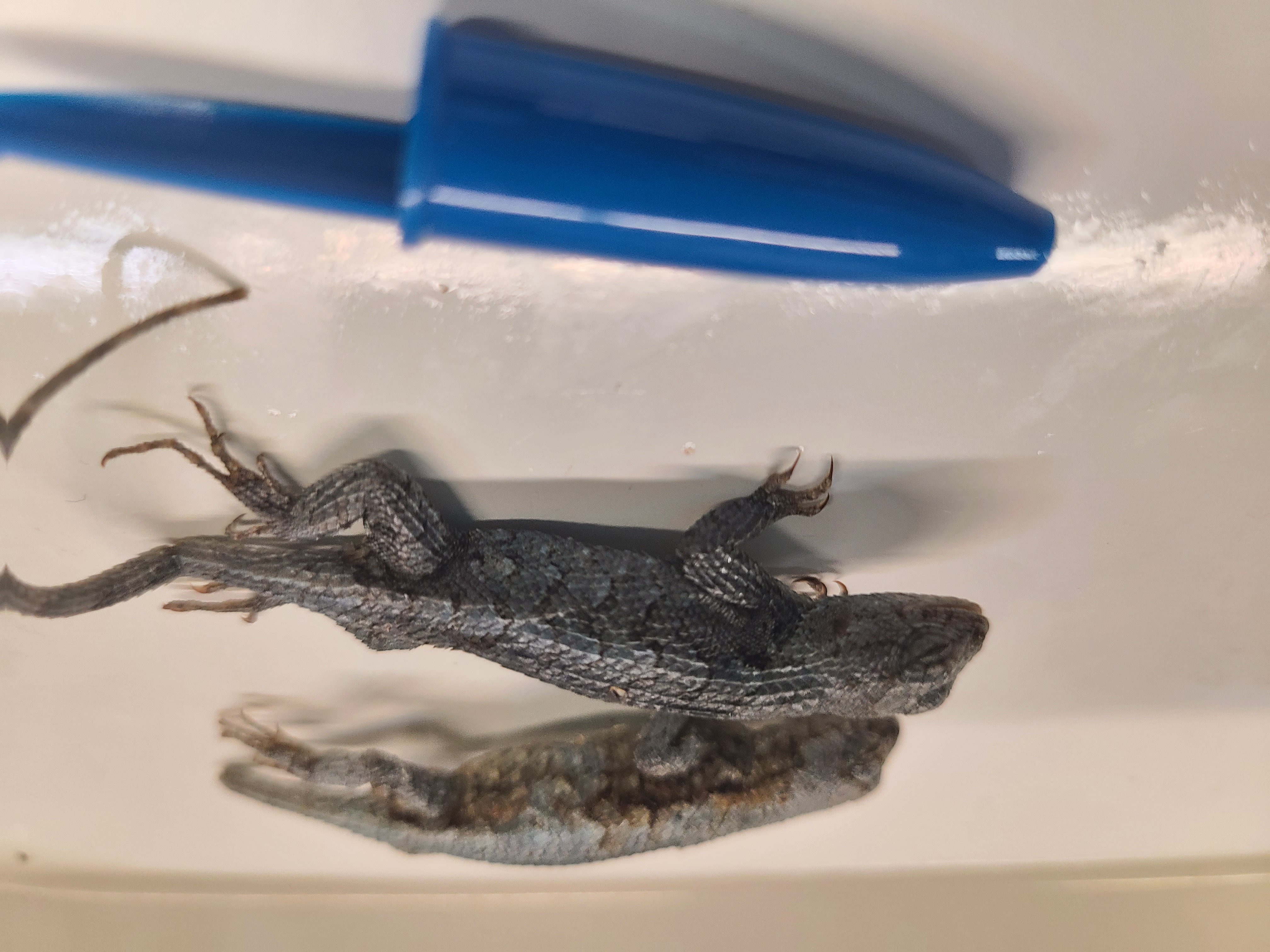 <p>Order and Family of Sceloporus consobrinus</p>